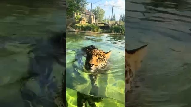 Изящно плавает смотреть онлайн