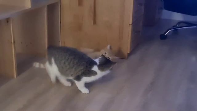 Коты дерутся смотреть онлайн