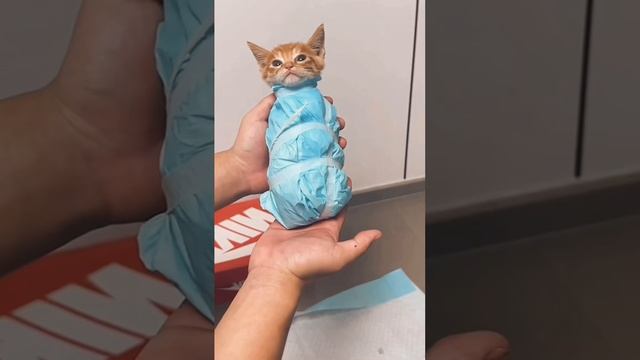 му́рыча повязали за то, что он испортил обои и бегал по стенам!!! смотреть онлайн