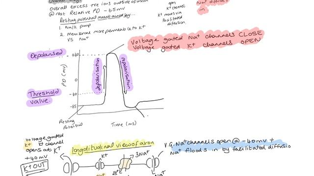 Generator potential and action potential смотреть онлайн