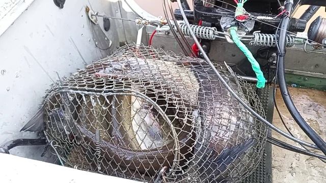 Неожиданный улов в.2.mp4 смотреть онлайн