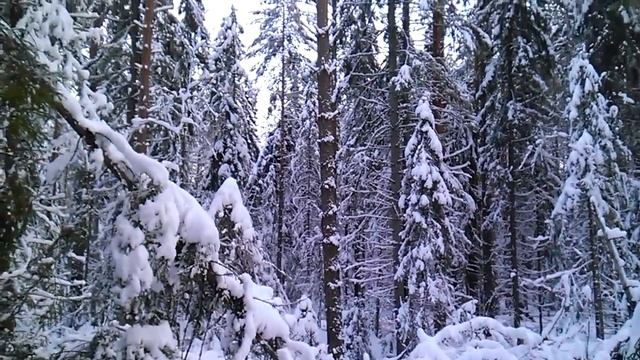 Зимний лес для сруба смотреть онлайн