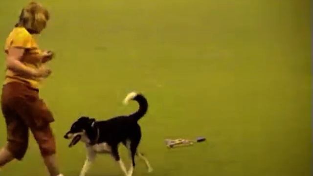 2006 Crufts Karen Skkes смотреть онлайн