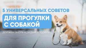 5 советов ДЛЯ ПРОГУЛКИ с собакой, которые ДОЛЖЕН ЗНАТЬ каждый владелец 🦮