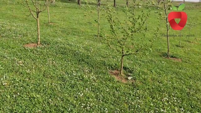 Afrički pijesak i jak vjetar ostaviti će posljedice na biljke - spasite ih na ovaj način смотреть онлайн