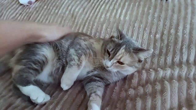 Кошка кусается когда хочу почесать пузико смотреть онлайн