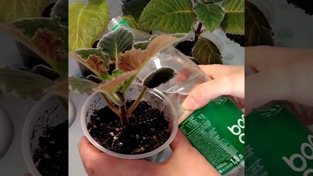 #171 Весенние подкормки и полив глоксиний, красный кристаллон смотреть онлайн