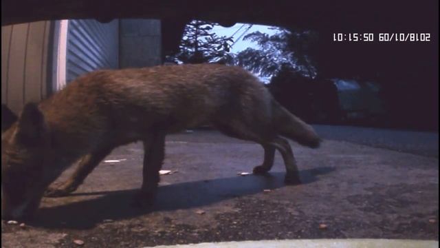 ЛИСИЧКА. К НАМ ПРИШЛА ЛИСИЧКА. ПРЯМО К ДВЕРИ .В 6 УТРА. СНЯТО НА ВИДЕОРЕГИСТРАТОР. смотреть онлайн