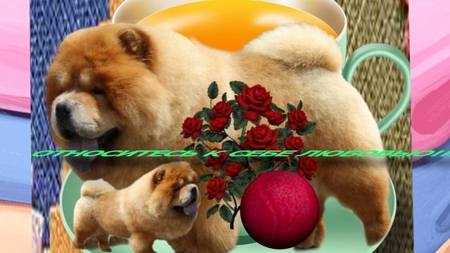 Хорошего настроения и доброго дня ! смотреть онлайн