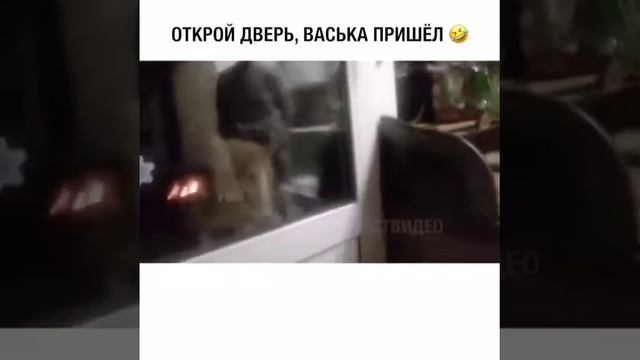Говорящий кот. Просит открыть дверь))) смотреть онлайн