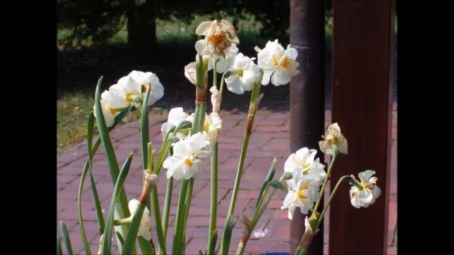 Tobias Javert sings Imagine by John Lennon смотреть онлайн