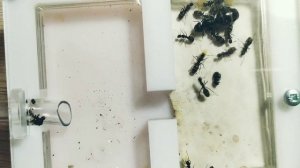 Кампонотус вагус (Camponotus vagus). Переселил в формикарий!  Муравьи дома. Муравьиная ферма.