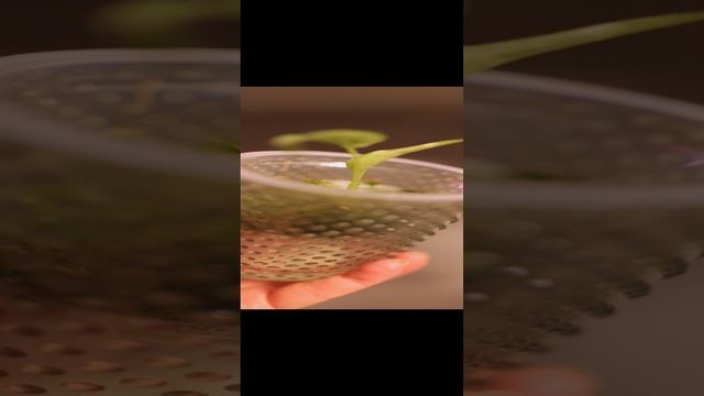 Стильное кашпо для алоказии смотреть онлайн