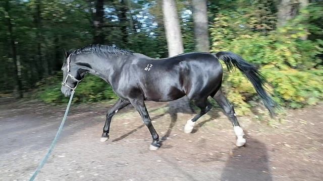 Багдад на прогулке в парке
20241001_163652 смотреть онлайн