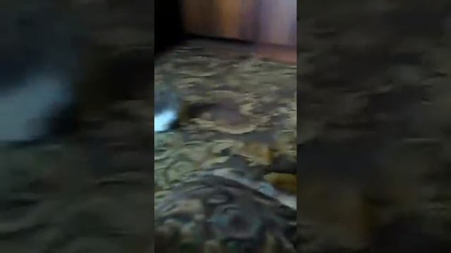 Влог с Куки смотреть онлайн