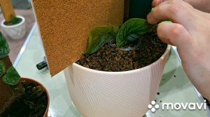 КОМНАТНЫЕ РАСТЕНИЯ(ЦВЕТЫ).ОПОРА ДЛЯ МОНСТЕРЫ ДУБИА.