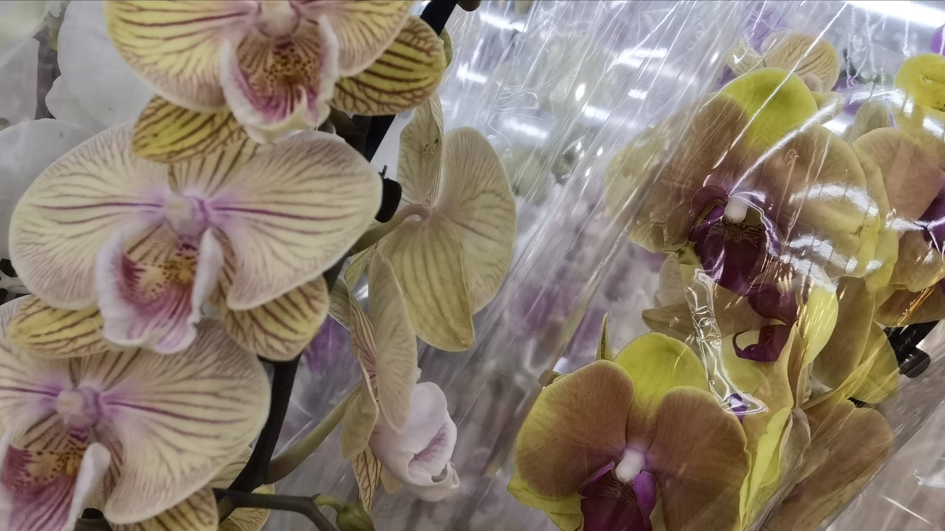 Обзор Орхидей ОХ! Новые поступления. смотреть онлайн