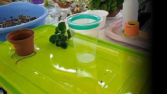 Проблема с корневой у фиалки Что делать ?#комнатныерастения #фиалка #фіалка смотреть онлайн
