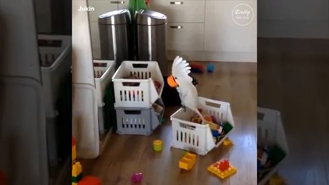 Смешные моменты попугаев#1 смотреть онлайн