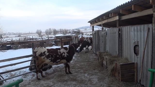 Вырвались на волю ! Попрыгайки ! смотреть онлайн