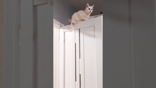 😻 Белый кот на белой двери | White cat on the white door смотреть онлайн