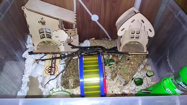 Где живёт хомяк снежок. Контейнер из Фикс Прайс смотреть онлайн