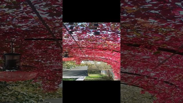 Багровая-волна.mp4