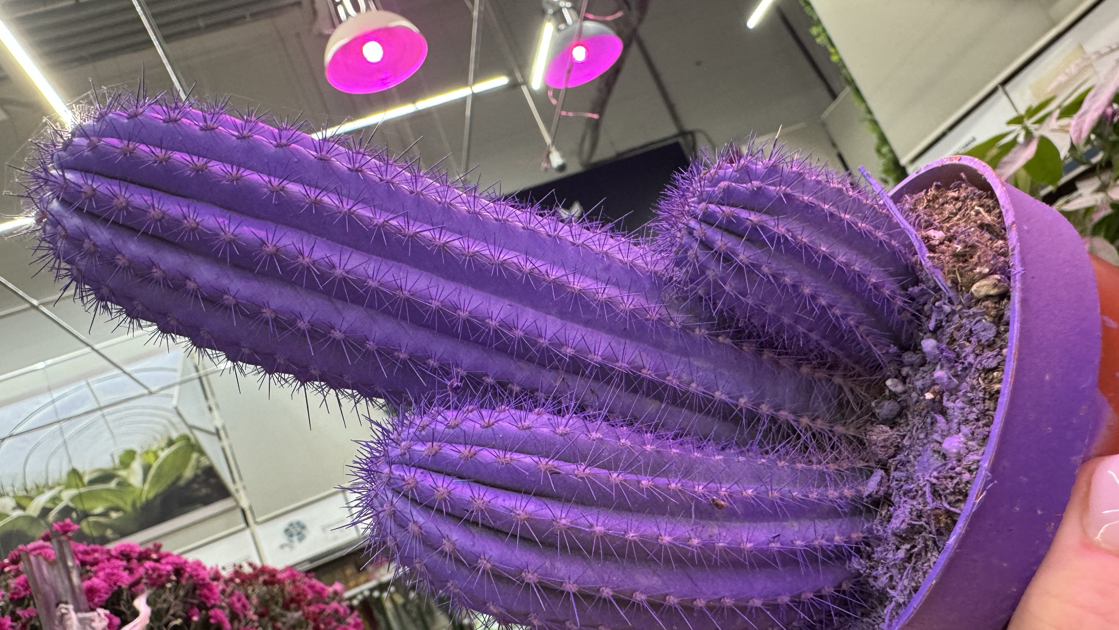 ЛЕМАНА ПРО | ЛЕРУА МЕРЛЕН | НОВИНКИ смотреть онлайн