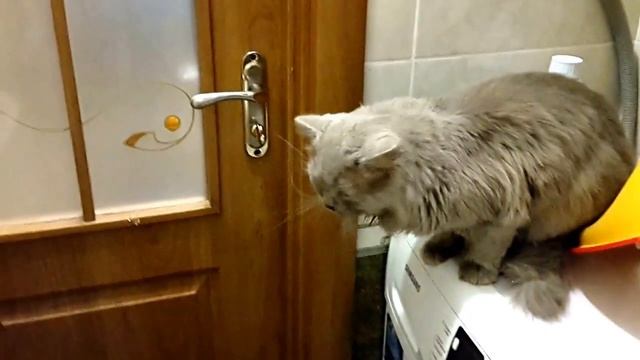 Удивительно умный Кот. смотреть онлайн