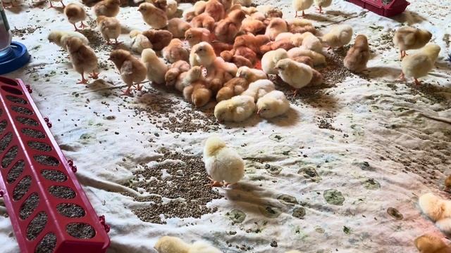 Інкубацію на 500 яєць завершено. Висновок інкубації. смотреть онлайн
