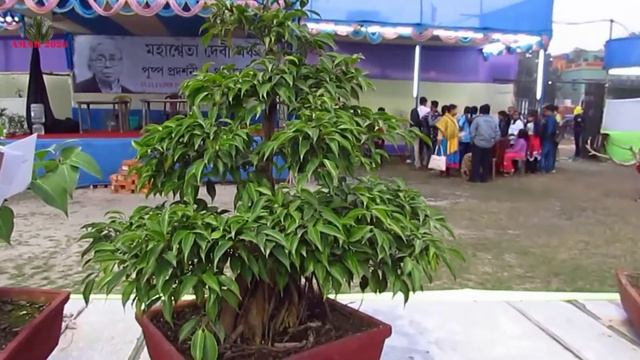 BONSAI PLANT SHOW PANIHATI KOLKATA LAST YEAR | PUSHPA PRADARSHANI PART 2 смотреть онлайн