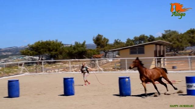 Liberty: how to catch horse? How to stop your horse, change direction and invite. смотреть онлайн