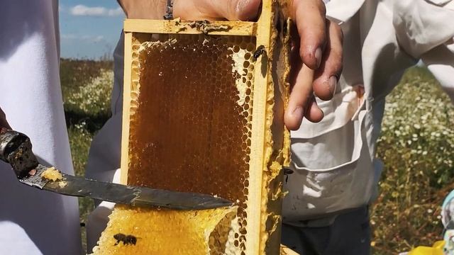 PERONI HONEY In the apiary / На пасеке смотреть онлайн
