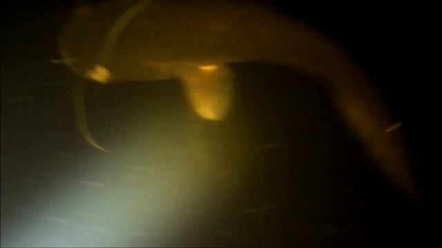 Подводная охота - Spearfishing смотреть онлайн