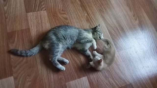 Кошка играет с котенком смотреть онлайн