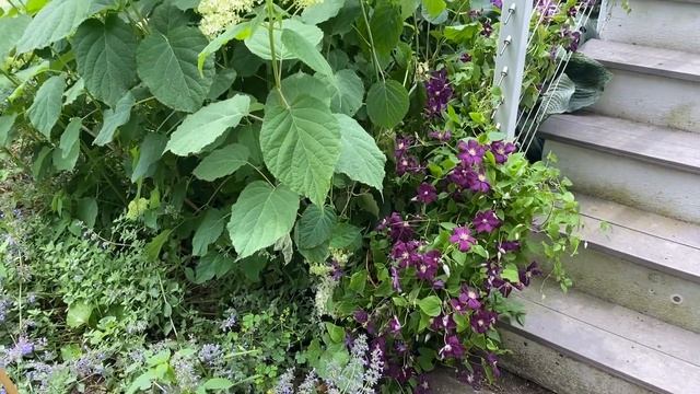 GARDEN TOUR with Erin, The Impatient Gardener смотреть онлайн