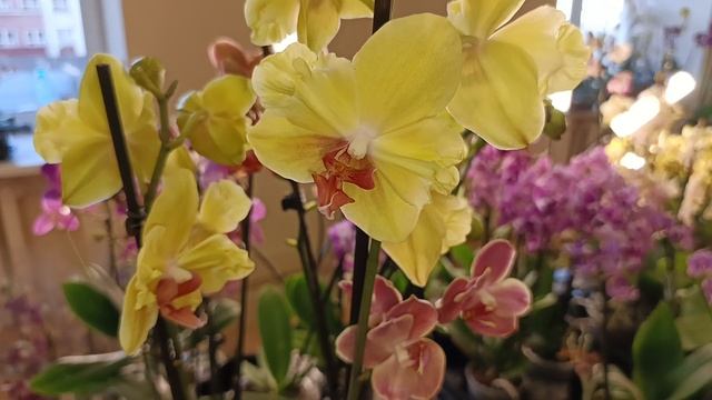 ПРООРХИДЕИ. Обзор наличия орхидей на 2.10.24 смотреть онлайн