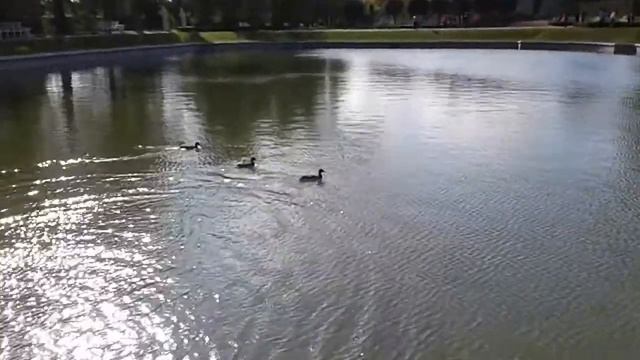 Царское село. Зеркальные пруды. смотреть онлайн