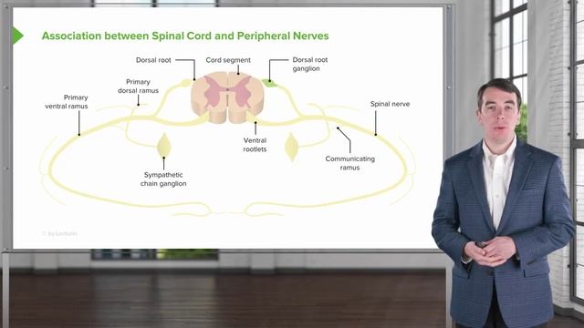Спинной мозг. Базовые представления | Клиническая неврология смотреть онлайн