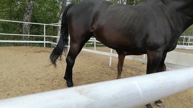 новорожденные жеребята... _20230517_154959 смотреть онлайн