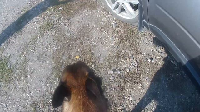 Вук. Отложенный старт Бийск смотреть онлайн