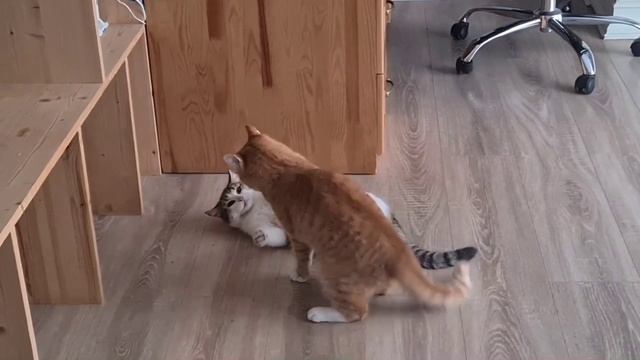 Рыжий кот нападает и преследует смотреть онлайн