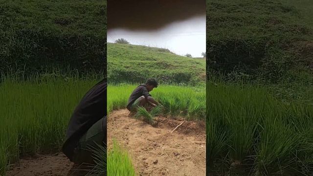 nes ma juri adi laha khon daa keda new inaertaiment santhali video смотреть онлайн