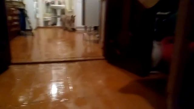 Рысь Клеопатра буянит в ванной смотреть онлайн