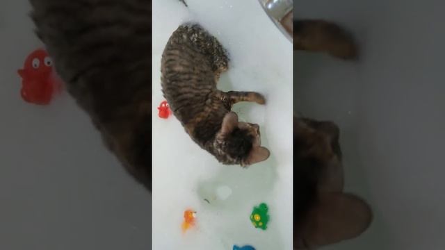 Кошка принимает ванну смотреть онлайн