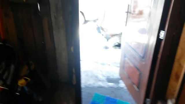 крик собаки смотреть онлайн