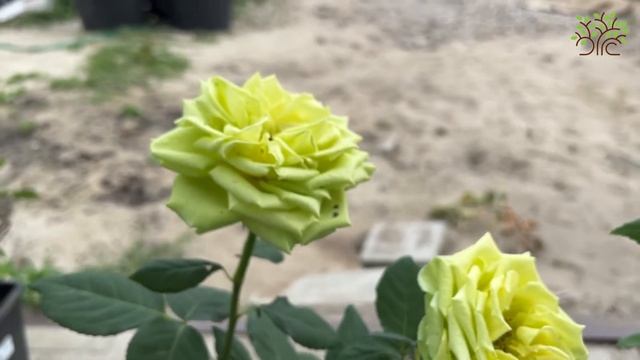 Роза чайно-гибридная Лимбо (Limbo). Обзор смотреть онлайн