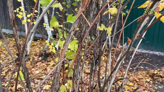 Совет по уходу за пузыреплодником от Агронома смотреть онлайн