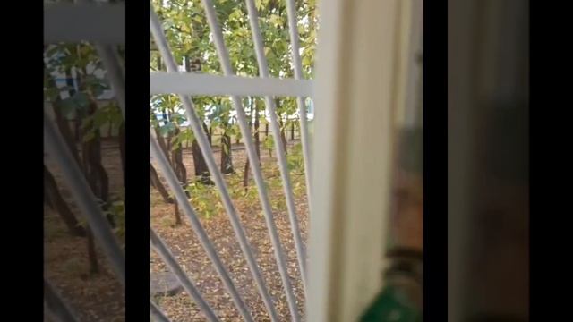 Сдается 1 комнатная квартира в Москве. Северное Медведкова. Классический "бабушкин ремонт", 1 этаж смотреть онлайн