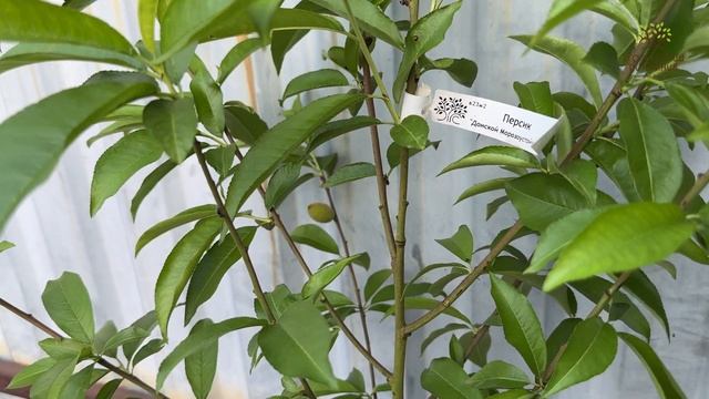 Персики с плодами в Егорьевском питомнике Никитенко Александра смотреть онлайн